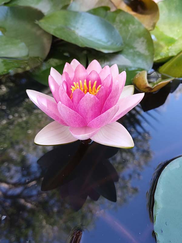 Water lily Mrs Richmond