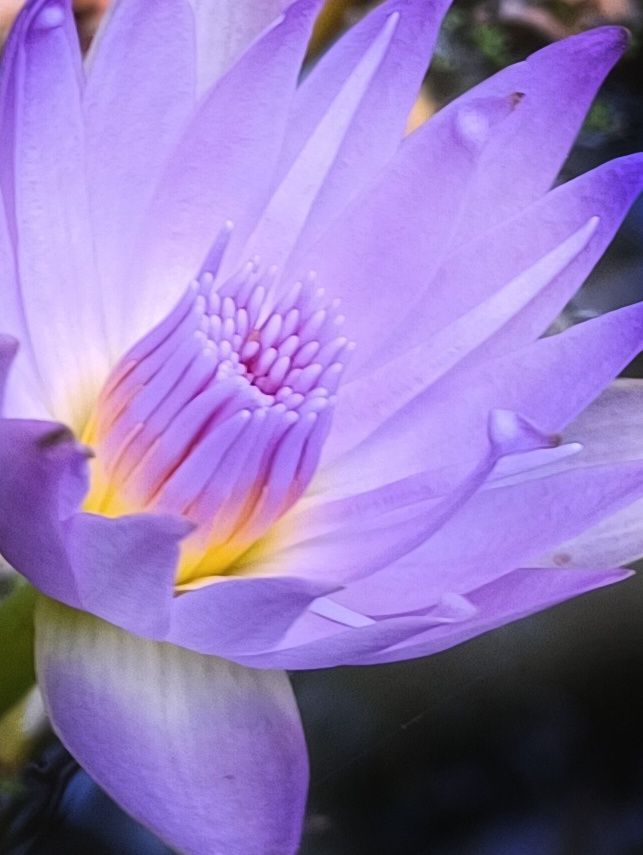 blue water lily