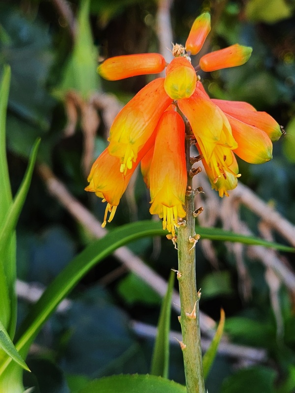 climbing aloe for sale somerset west