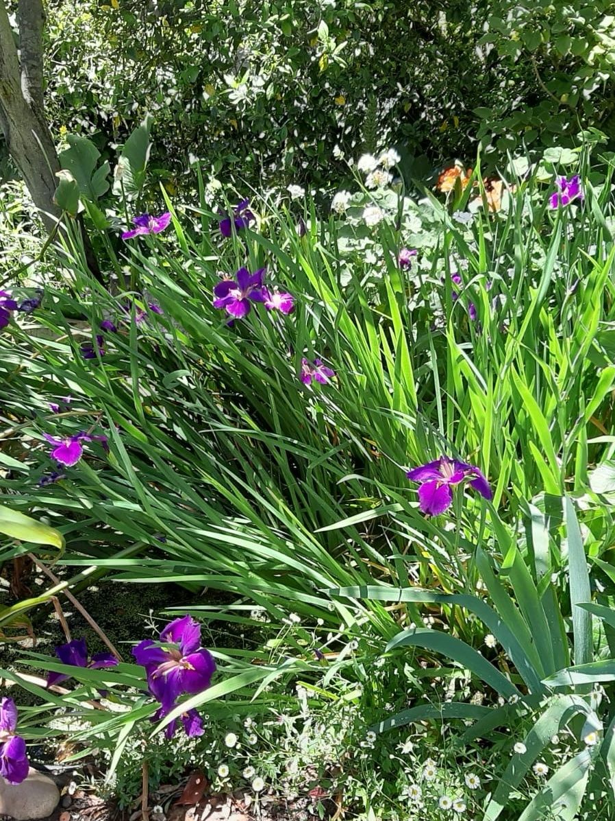 iris