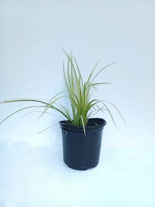 Acorus / Golden edge - Pond and Garden Plants