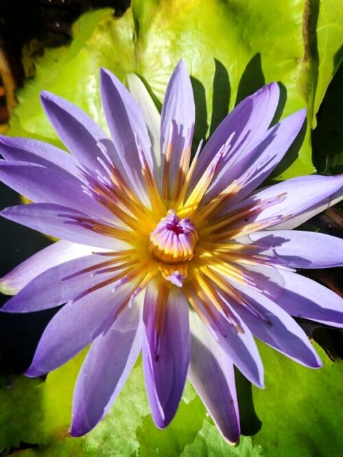 Deep Water / Water Lilies