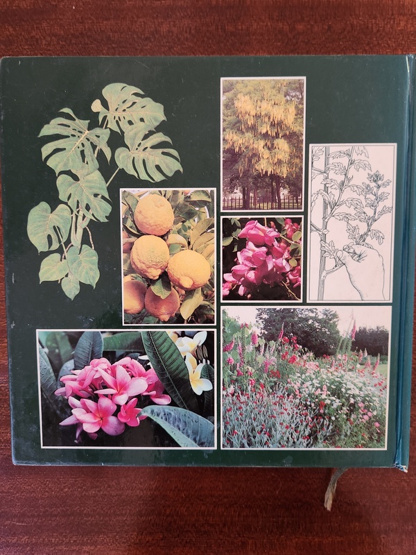 gardening in south africa (3)