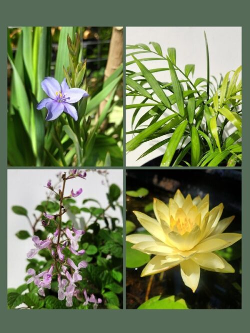 PLANT NURSERY