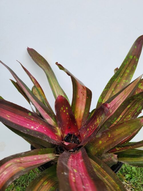 Bromeliads