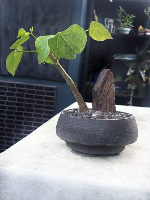 Pre-Bonsai